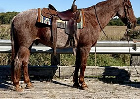 Quarter Horse (Quarter Horse, Gelding)