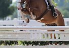 Flashy 3'6 Warmblood Gelding