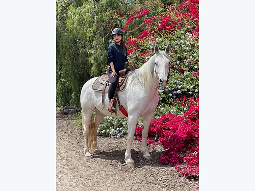 Gorgeous Percheron/Quarter