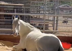 Quarter Horse (Quarter Horse, Mare) in Orange, CA