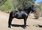 Andalusian - Horse for Sale in Sylmar, CA 91342 Andalusian - Horse for Sale in Sylmar, CA 91342