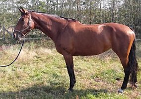 Mandaryna (Warmblood, Mare)