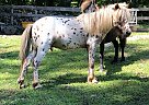 Connor - Gelding in Bridgewater, CT Connor - Gelding in Bridgewater, CT