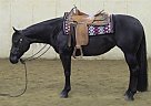 Miss Lucy Black American Quarter... Quarter Horse Mare