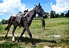Mustang - Horse for Sale in NORWOOD, MO 65717