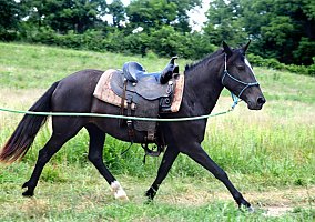 Mustang (Mustang, Mare) in Norwood, MO