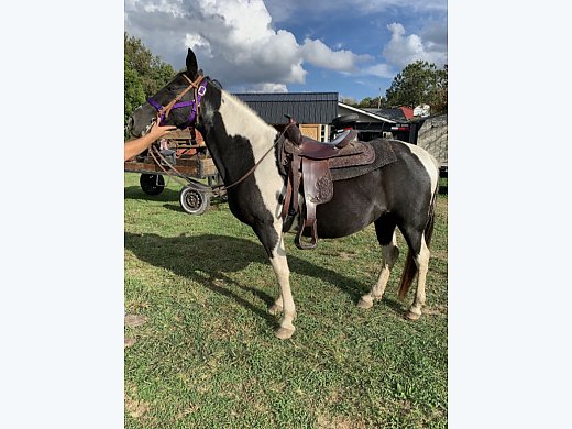 Paint Horse for Sale