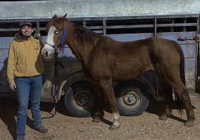 Quarter Horse (Quarter Horse, Gelding) in Mountain View, MO