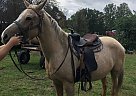 Nugget - Gelding in Crab orchard, WV Nugget - Gelding in Crab orchard, WV
