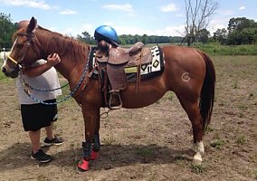 R.B. AKA (Red Beauty) Quarter Pony Mare
