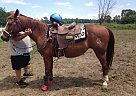 Quarter Pony - Horse for Sale in Hamilton, IN 46742 Quarter Pony - Horse for Sale in Hamilton, IN 46742