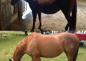 Quarter Pony (Quarter Pony, Mare) in Hamilton, IN