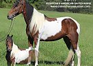 Spotted Saddle - Horse for Sale in HUSTONVILLE, KY 40437