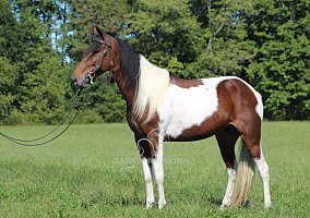 Spotted Saddle (Spotted Saddle, Mare) in Hustonville, KY