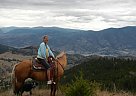 Quarter Horse - Horse for Sale in Penticton, BC V2A 6J