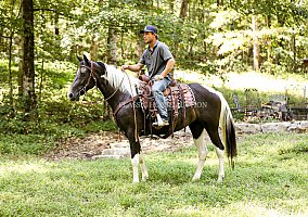 Spotted Saddle (Spotted Saddle, Mare) in Petersburg, TN