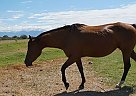 Quarter Horse Mare for Sale in Marana, Arizona Quarter Horse Mare for Sale in Marana, Arizona