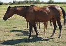 Quarter Horse Mare for Sale in Marana, Arizona Quarter Horse Mare for Sale in Marana, Arizona