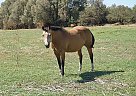 Quarter Horse Mare for Sale in Marana, Arizona Quarter Horse Mare for Sale in Marana, Arizona
