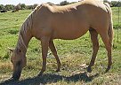 Quarter Horse Mare for Sale in Marana, Arizona Quarter Horse Mare for Sale in Marana, Arizona