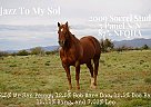 Quarter Horse Stallion at Stud in Marana, Arizona Quarter Horse Stallion at Stud in Marana, Arizona