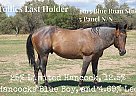 Quarter Horse Stallion at Stud in Marana, Arizona Quarter Horse Stallion at Stud in Marana, Arizona