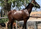 Other - Horse for Sale in Bloomington, CA 92316 Other - Horse for Sale in Bloomington, CA 92316