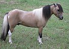 AMHA Buckskin Mini Stallion Patrick