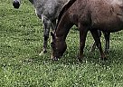 Quarter Horse Bentley