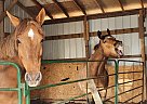 Saddlebred - Horse for Sale in AITKIN, MN 56431