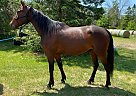 Standardbred - Horse for Sale in Minnesota, MA 02382