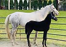Appaloosa - Horse for Sale in Coeur d’ Arlene, ID 83854 Appaloosa - Horse for Sale in Coeur d’ Arlene, ID 83854