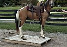Spotted Saddle - Horse for Sale in Eagleville, TN 37060