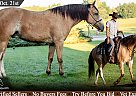Quarter Horse - Horse for Sale in Shipshewana, IN 46565
