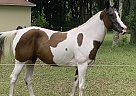 Missy - Mare in Zephyrhills, FL Missy - Mare in Zephyrhills, FL