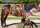 Friesian - Horse for Sale in GREENSBURG, KY 42743