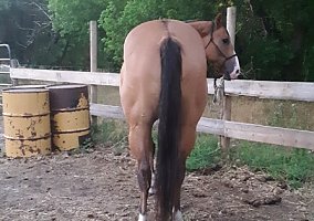 Quarter Horse (Quarter Horse, Gelding) in Twin Valley, MN