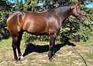 Standardbred - Horse for Sale in Minnesota, MA 02382