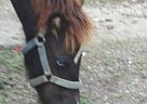 Miniature - Horse for Sale in Henderson, NC 27537