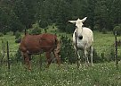 Mule - Pat Pat