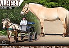 Fjord - Horse for Sale in , MI 48855