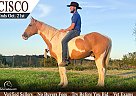 Tennessee Walking - Horse for Sale in Lamoni, IA 50140