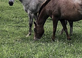 Quarter Horse (Quarter Horse, Gelding) in Sabina, OH