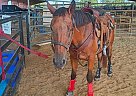 Quarter Horse - Horse for Sale in , TX 75604