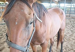 Quarter Horse (Quarter Horse, Mare) in TX
