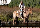 Quarter Horse - Horse for Sale in Powell, WY 82435