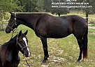 Rocky Mountain - Horse for Sale in Williston, FL 37091