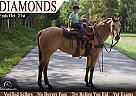 Appaloosa - Horse for Sale in Clarkson, KY 42726