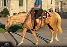 Missouri Fox Trotter - Horse for Sale in Cunningham, KY 42035