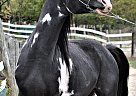 Arabian - Horse for Sale in Apple River, IL 61001